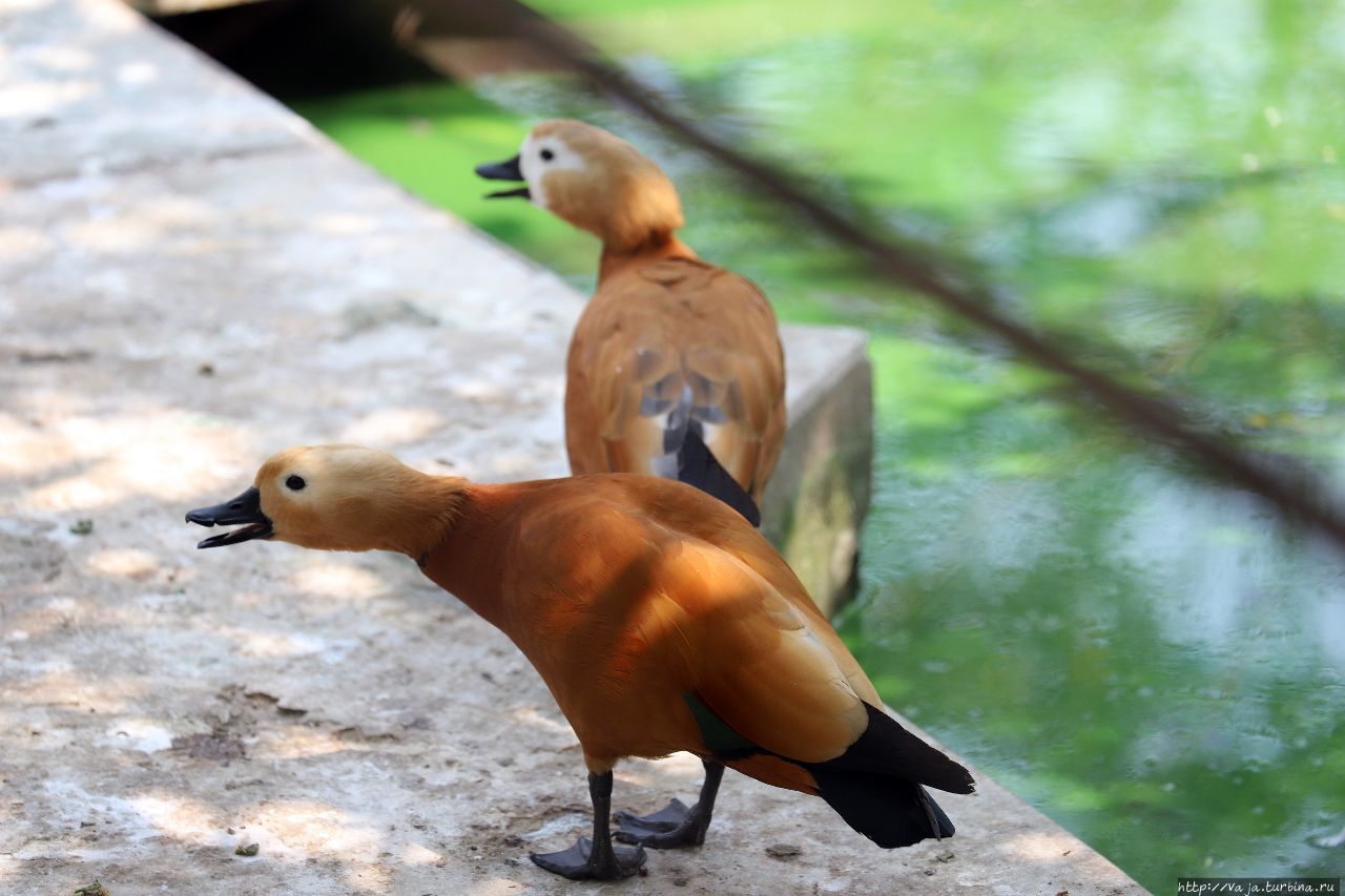 Зоопарк Янгона Янгон, Мьянма Зоопарк Янгона Янгон, Мьянма