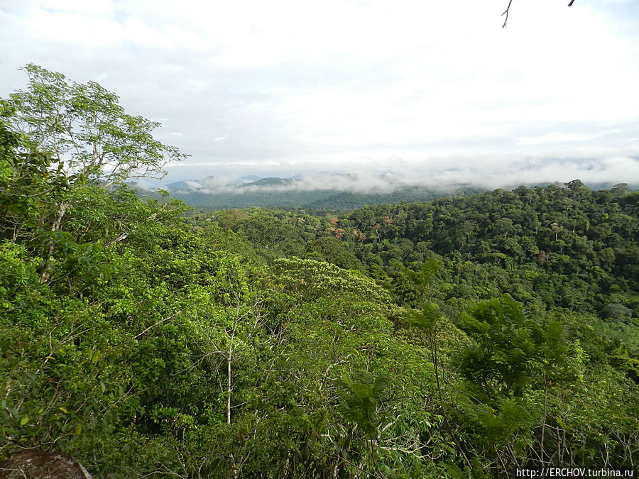Дальние страны. Часть 12. Лесные обезьяны Регион Потаро-Сипаруни, Гайана