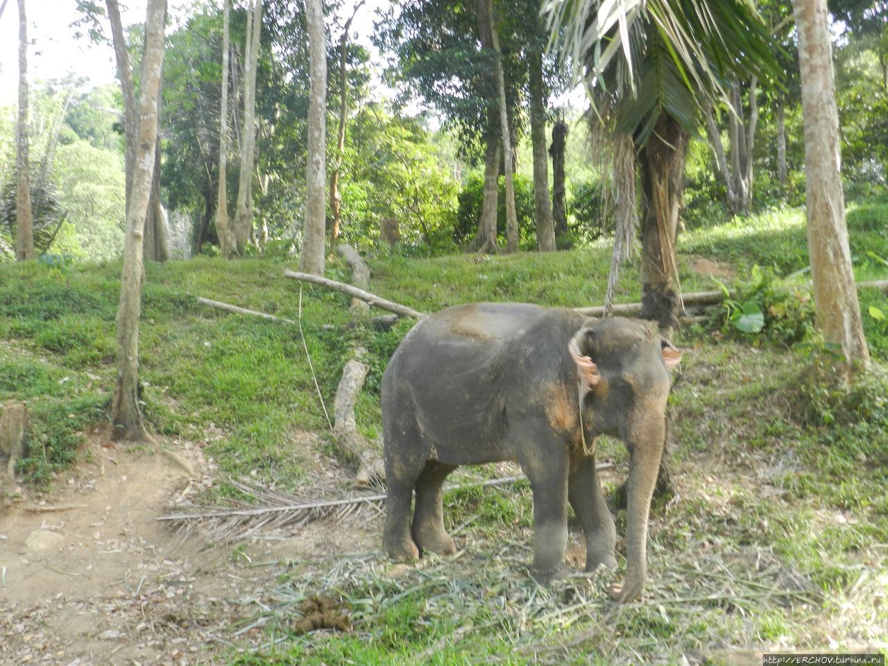Катание на слонах Остров Пхукет, Таиланд