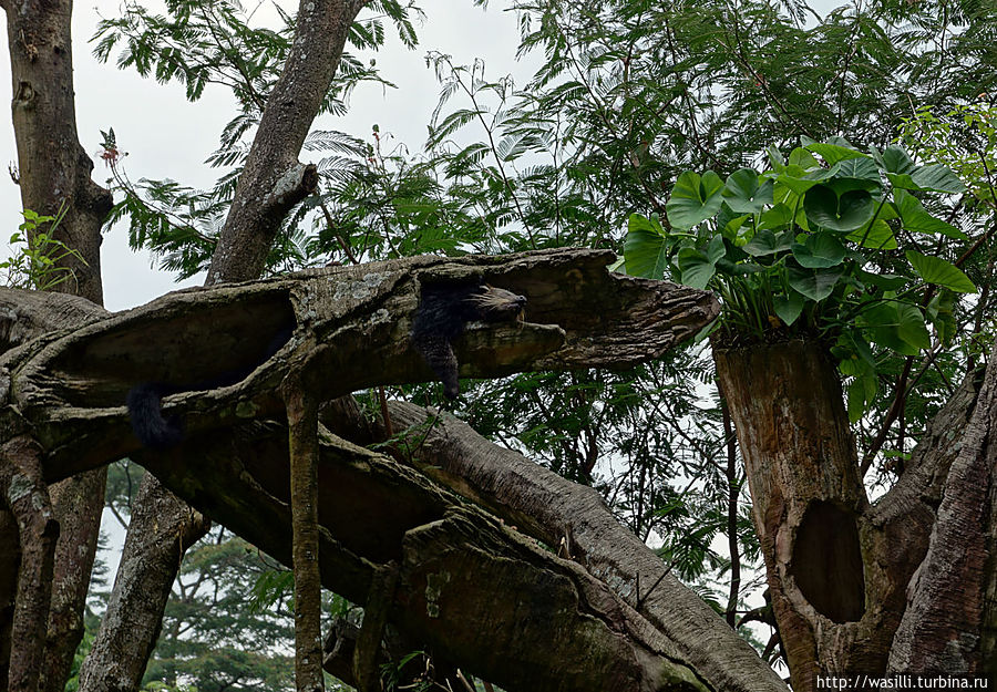 Попробуйте здесь найдите зверя! Попробуйте здесь найдите зверя!