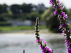 Река Луара. Тут нет полей лаванды, как в Провансе, но можно встретить отдельные кусты, радующие этим насыщенным фиолетовым цветом.