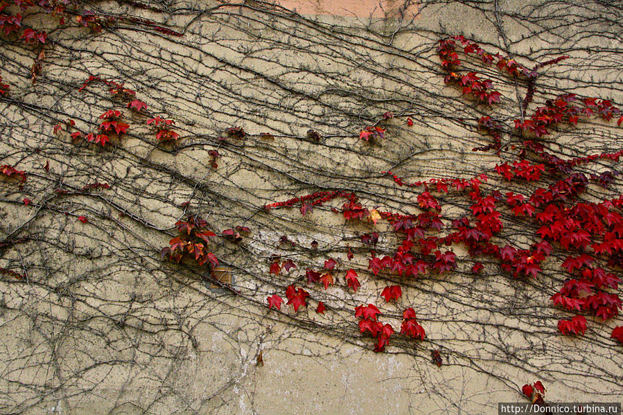 Старые стена увиты красным плющом или диким виноградом, который подобно опытнейшему скалолазу цепляется за малейшие неровности в поверхности стены — вот это мастерство! Палау-Сатор, Испания