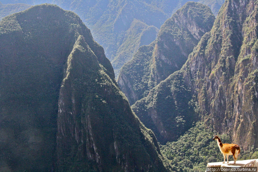 Лама-Пикчу Мачу-Пикчу, Перу Лама-Пикчу Мачу-Пикчу, Перу