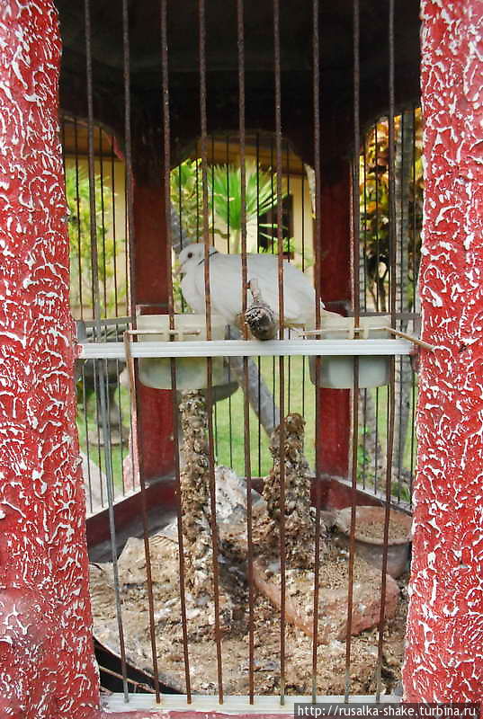 Зачем нужны птицы? Бедахулу, Индонезия