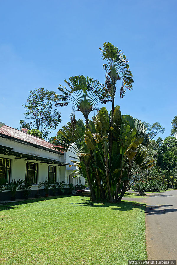Веерные пальмы утонули в банановых... Ява, Индонезия