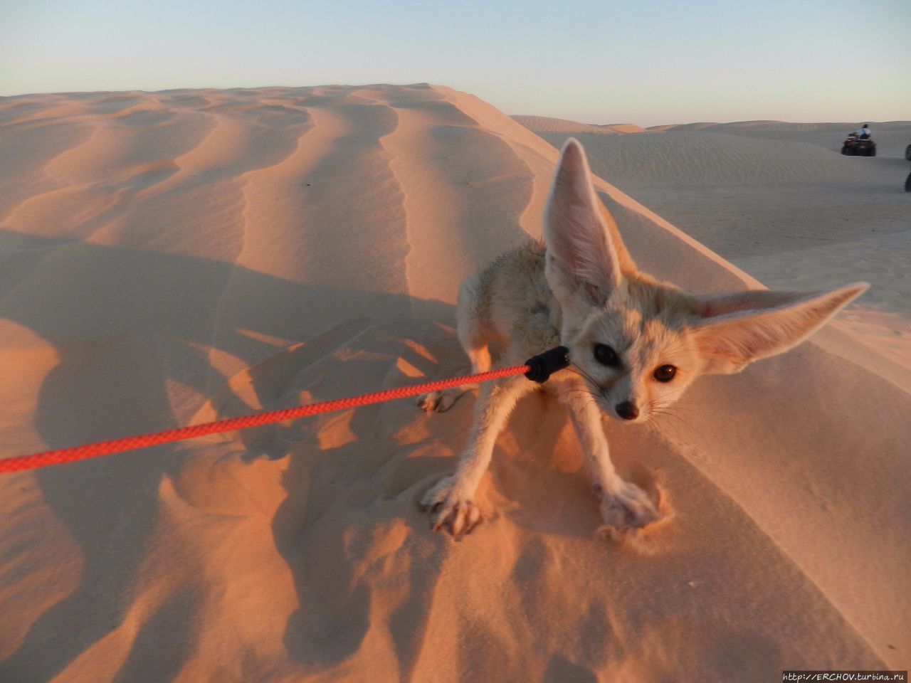 Экскурсия в Сахару. Ч — 4. Катание на верблюдах Дуз, Тунис
