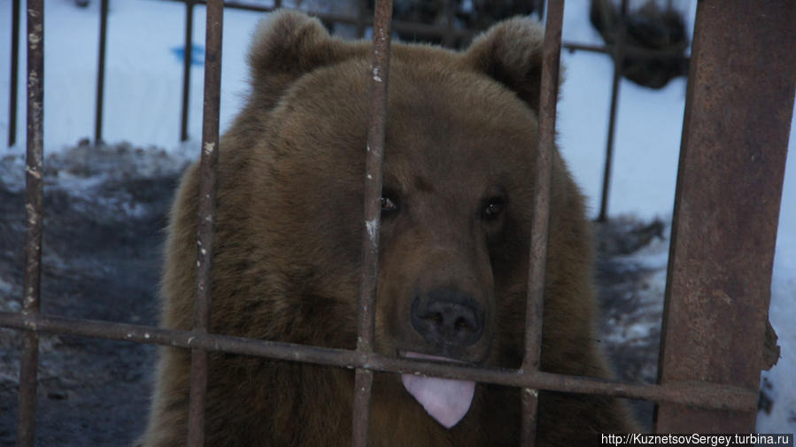 Медведи в этнокультурном комплексе Кайныран Камчатский край, Россия