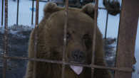 Медведи в этнокультурном комплексе Кайныран