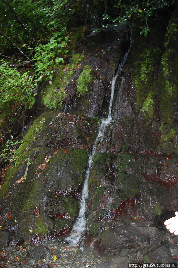 Птичий водопад Рица Реликтовый Национальный Парк, Абхазия