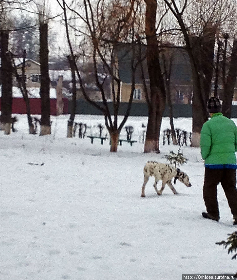 На прогулку вывели домашнего мальчика долматинца Киевская область, Украина