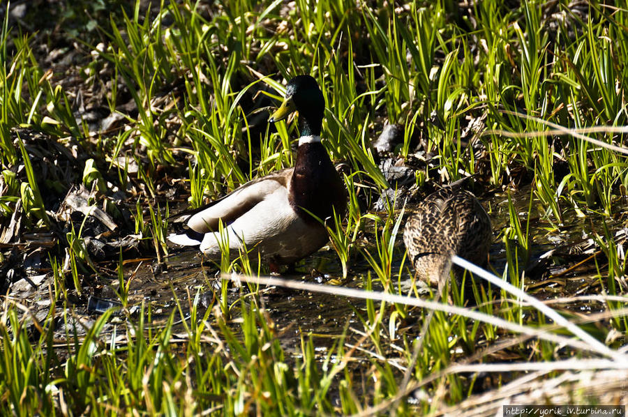 Только сообща можно победить. Только сообща можно победить.