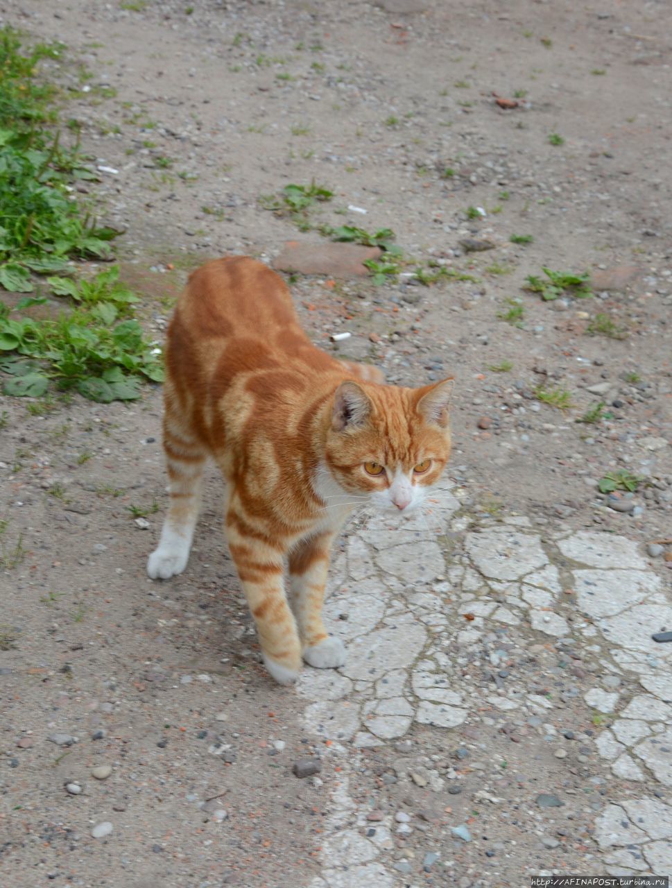 Янтарный кот Светлогорск, Россия