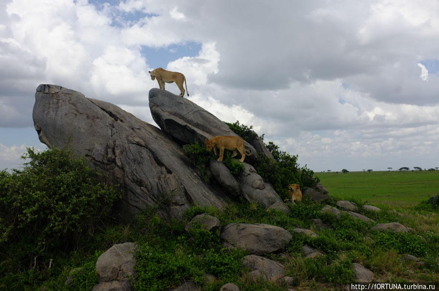 Королевы Серенгети Серенгети Национальный Парк, Танзания