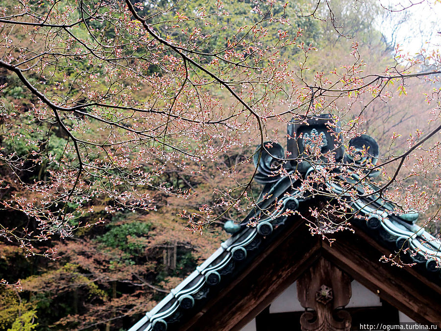 Над крышой одного из верхних храмов Киото, Япония