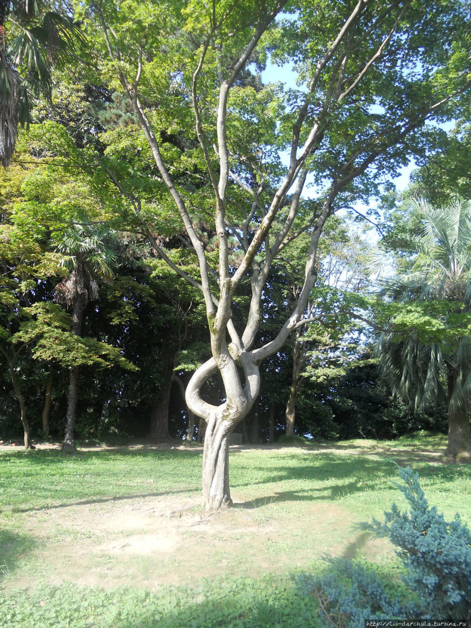 Ботанический сад Батуми, Грузия