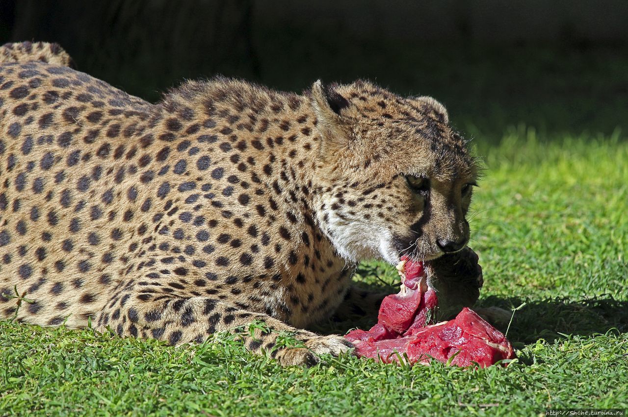 Ожитотонгве (ферма гепардов) Каманжаб, Намибия Ожитотонгве (ферма гепардов) Каманжаб, Намибия