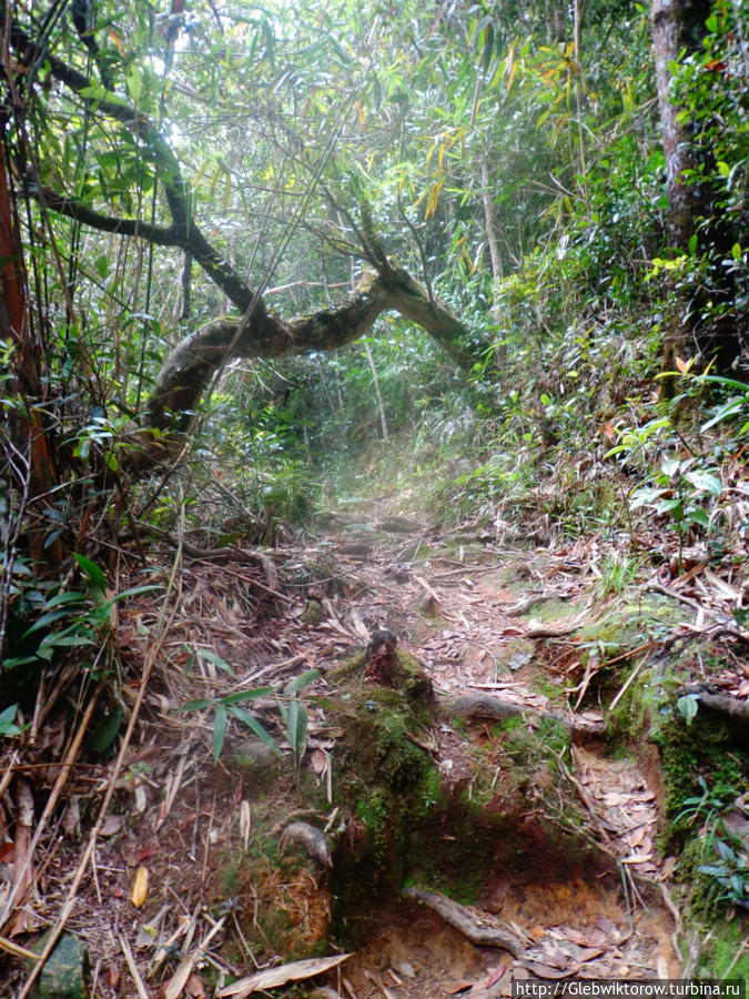 Подъем на гору Кинабалу ч.1 Гора Кинабалу Национальный Парк (4095м), Малайзия