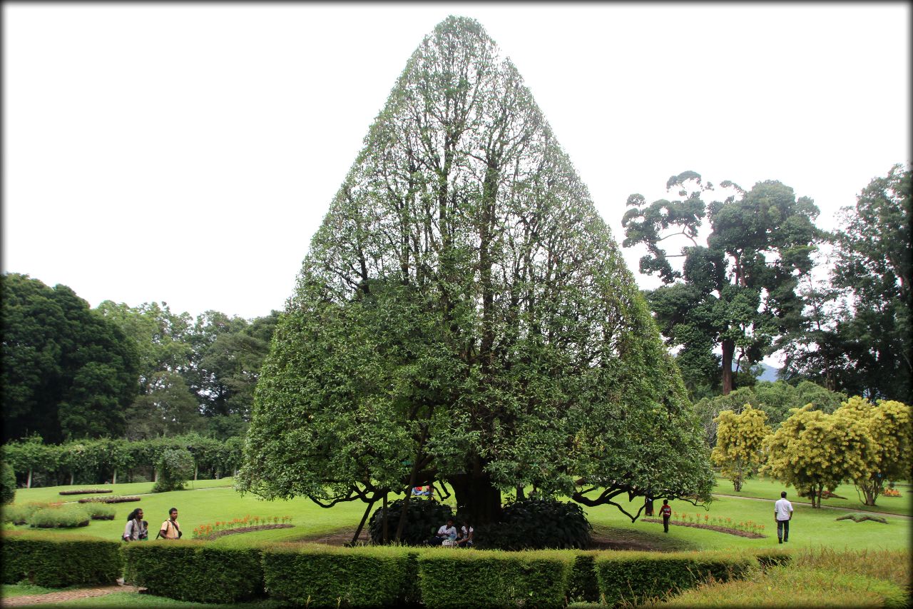 Королевский ботанический сад Канди, Шри-Ланка