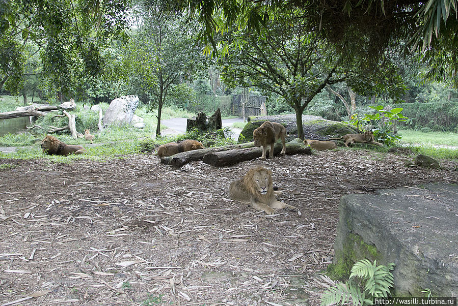 Львиный прайд. Снимал в приоткрытое окно! Низззяяя! Львиный прайд. Снимал в приоткрытое окно! Низззяяя!