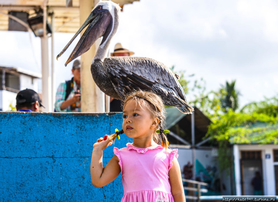 Эквадор с трехлеткой. Часть 3. Галапагосы/Санта-Круз Остров Санта-Крус, Эквадор