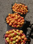 Иссык-Кульские абрикосы самые вкусные,сочные и сладкие.