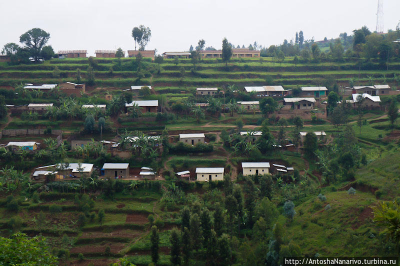 Оранжевое настроение Гиконгоро, Руанда