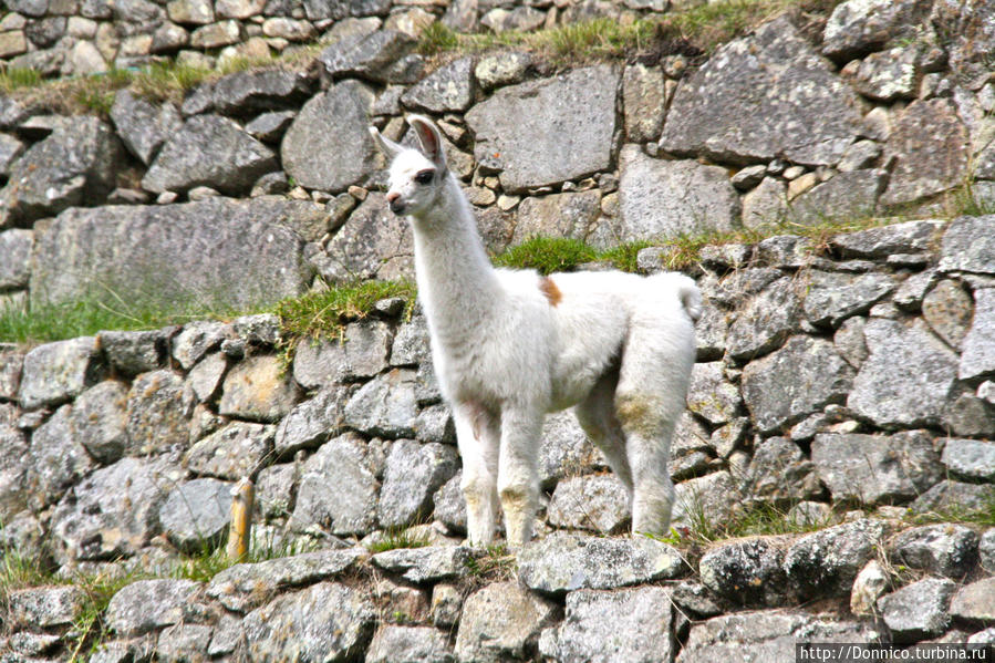 Лама-Пикчу Мачу-Пикчу, Перу Лама-Пикчу Мачу-Пикчу, Перу