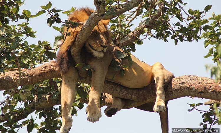 фото из интернета Королевы Елизаветы Национальный Парк, Уганда