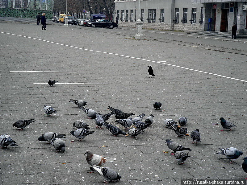 Площадь Свободы с птицами мира Владикавказ, Россия