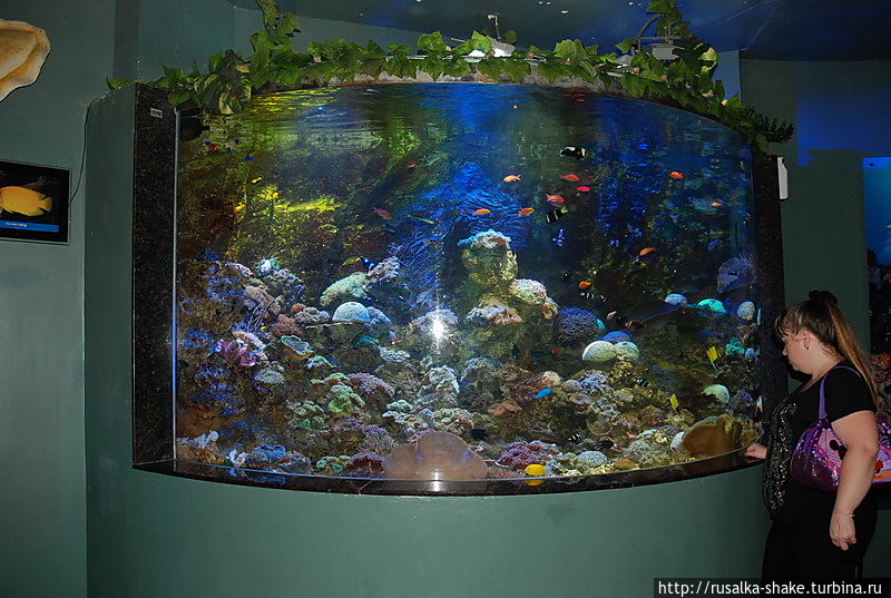 Подводный мир на  Жемчужном острове Нячанг, Вьетнам