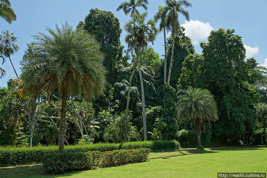 Ботанический сад. Ява, Индонезия
