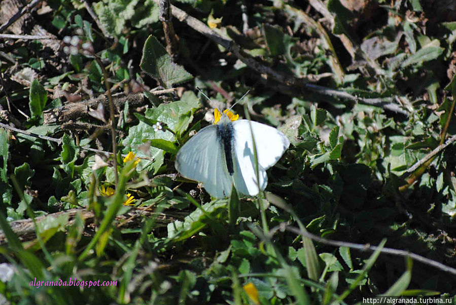 Начало весны! Начало весны!