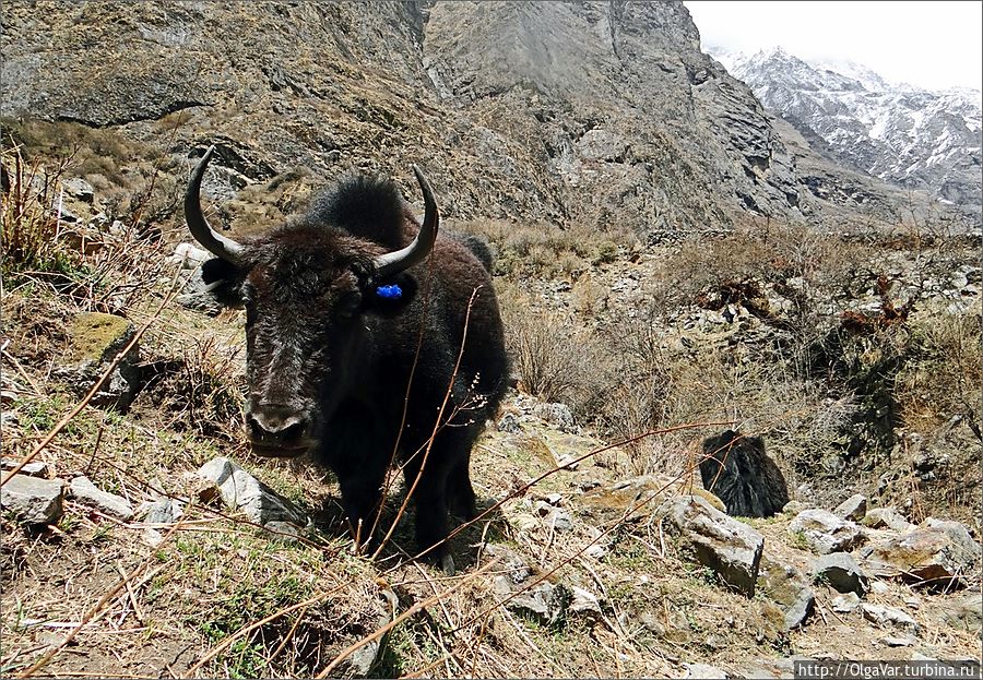 Считается, что домашними яки стали в 1 тысячелетии до нашей эры. Сейчас диких почти не встретить, разве что в самом Тибете, боятся они людей, хоть и обладают грозным оружием. Вон какие рожища... Лангтанг, Непал