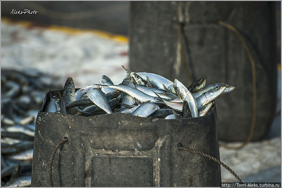 Сегодня хороший улов. Рыбаки принадлежат к низким кастам, но рыбу у них охотно покупают и представители других каст...
* Мумбаи, Индия