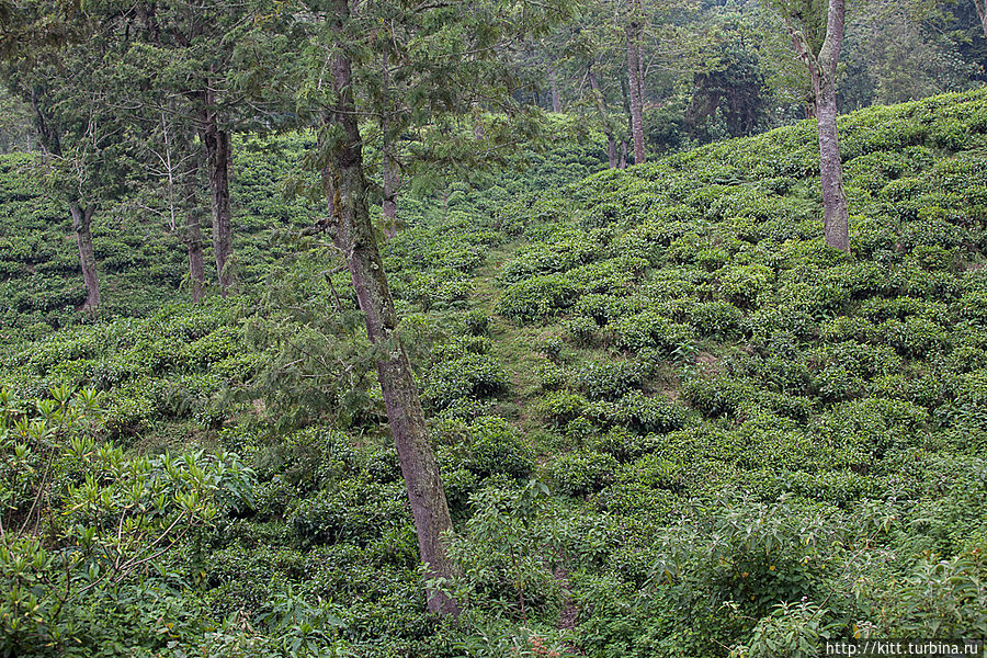 Обратный путь лежит через чайные плантации Национальный парк Кахузи-Биега, ДР Конго