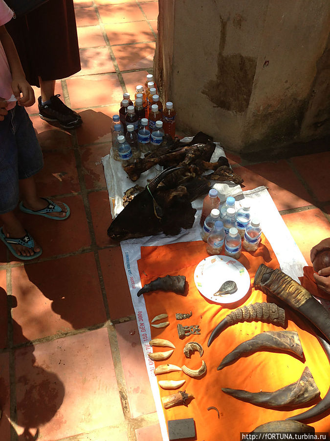На лестнице продавали лечебные знахарские снадобья ,козлиная голова в их числе. Провинция Сиемреап, Камбоджа