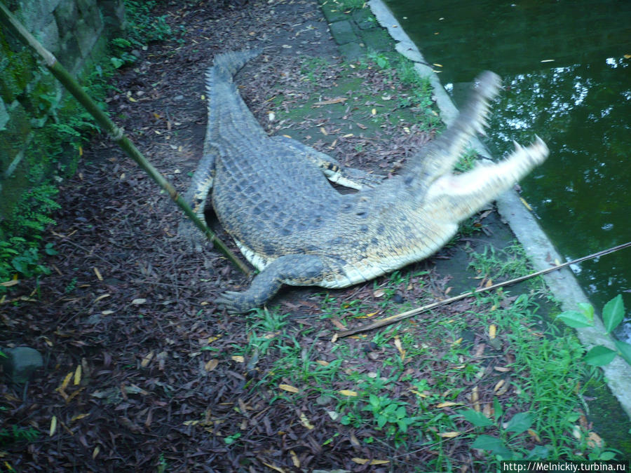 Парк Крокодилов Менгви, Индонезия