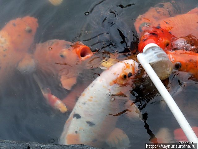 Кормление рыб через соску Китай