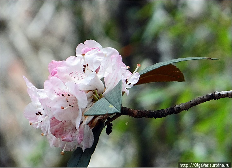 Цветок рододендрона-лали 