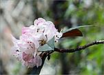 Цветок рододендрона-лали гуранса.