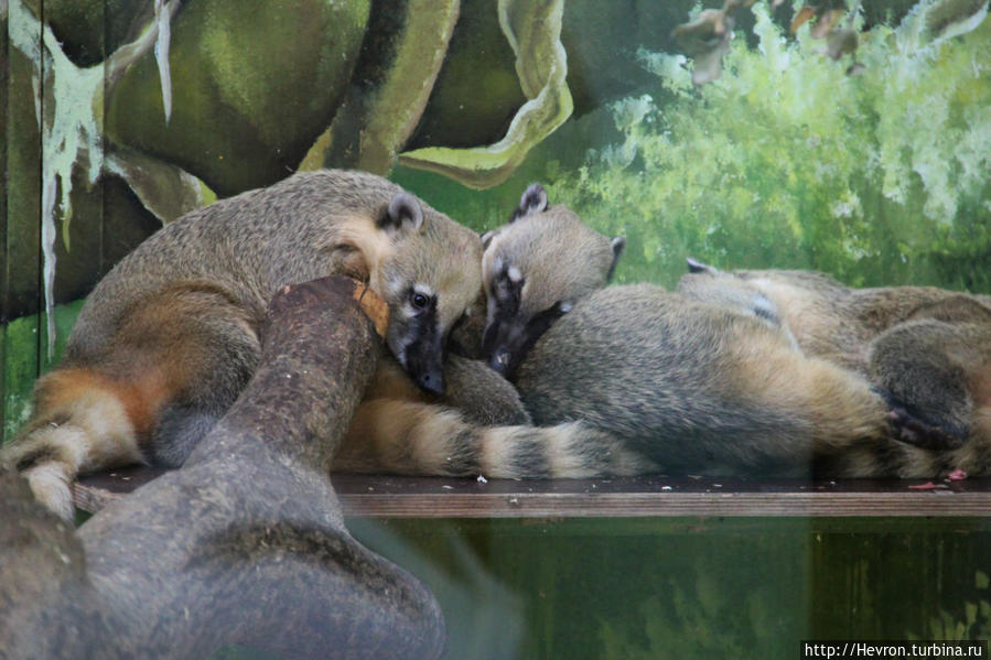 Носухи Пермь, Россия Носухи Пермь, Россия