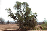 Аргановое дерево