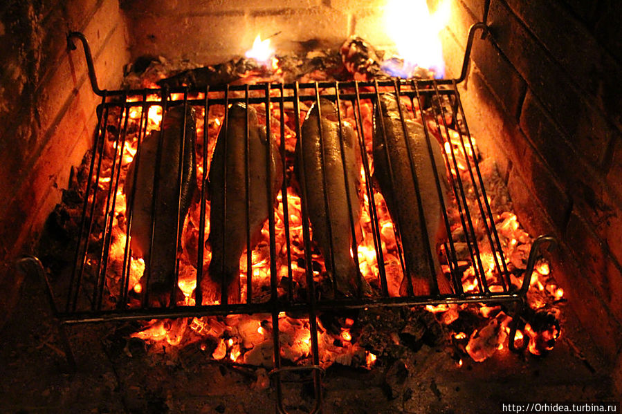 И вот они норвежские на праздник к нам пришли... Харьковская область, Украина И вот они норвежские на праздник к нам пришли... Харьковская область, Украина