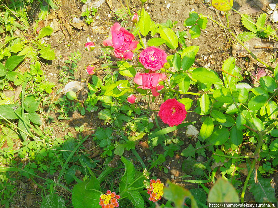 Феррара. Ботанический сад Феррара, Италия Феррара. Ботанический сад Феррара, Италия