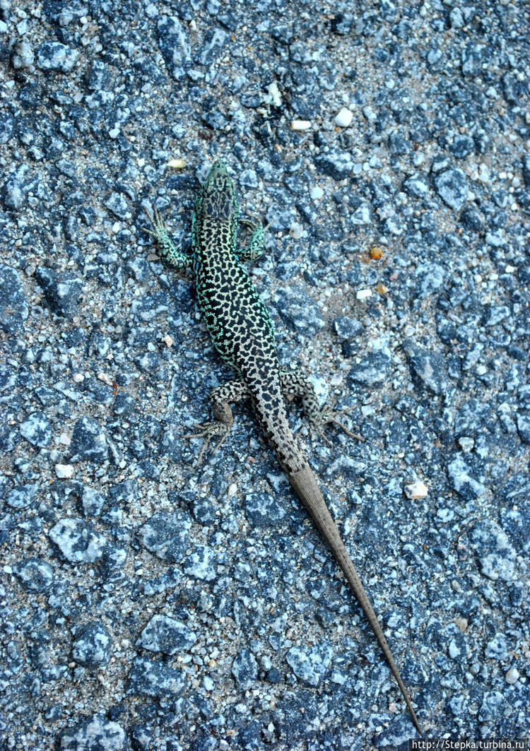 Ящерица на пути к Серра д Ящерица на пути к Серра д