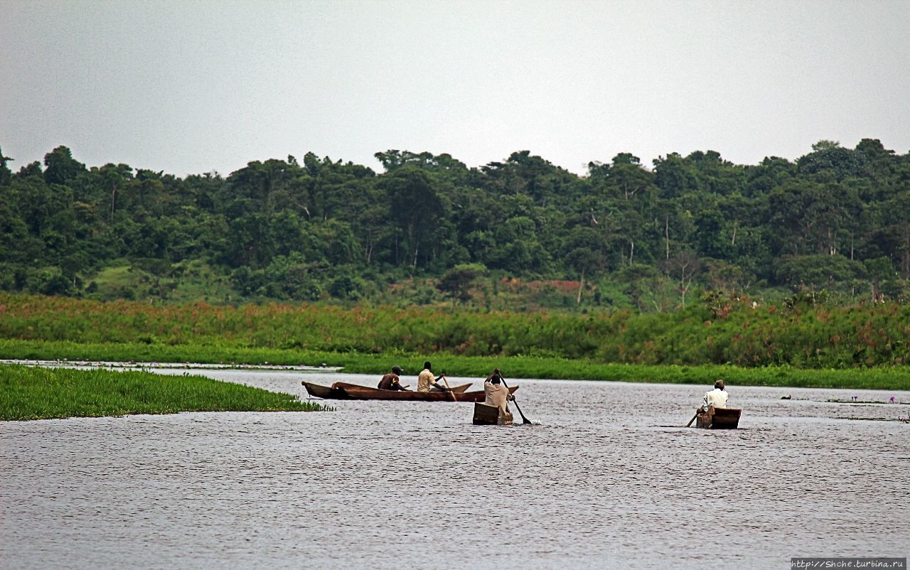 Каждый кулик свое болото хвалит Мабамба-Свомп, Уганда