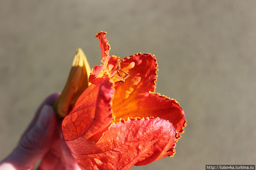 Африканское тюльпанное дерево, Спатодея колокольчиковая, (Spathodea campanulata) Остров Тенерифе, Испания