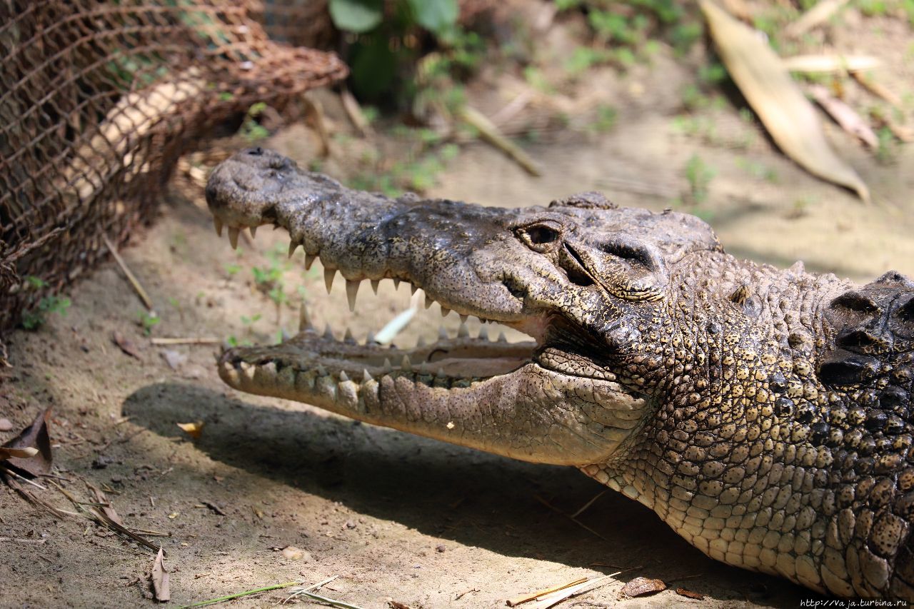 Зоопарк Янгона Янгон, Мьянма Зоопарк Янгона Янгон, Мьянма