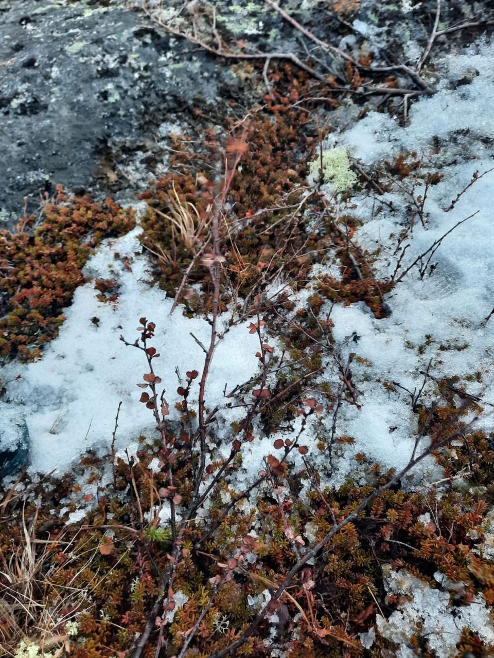 Карликовая полярная березка (betuls nana) Териберка, Россия