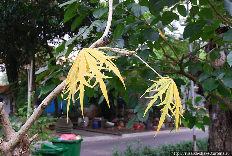 Давайте разгадаем, что это обозначает? Хошимин, Вьетнам Давайте разгадаем, что это обозначает? Хошимин, Вьетнам